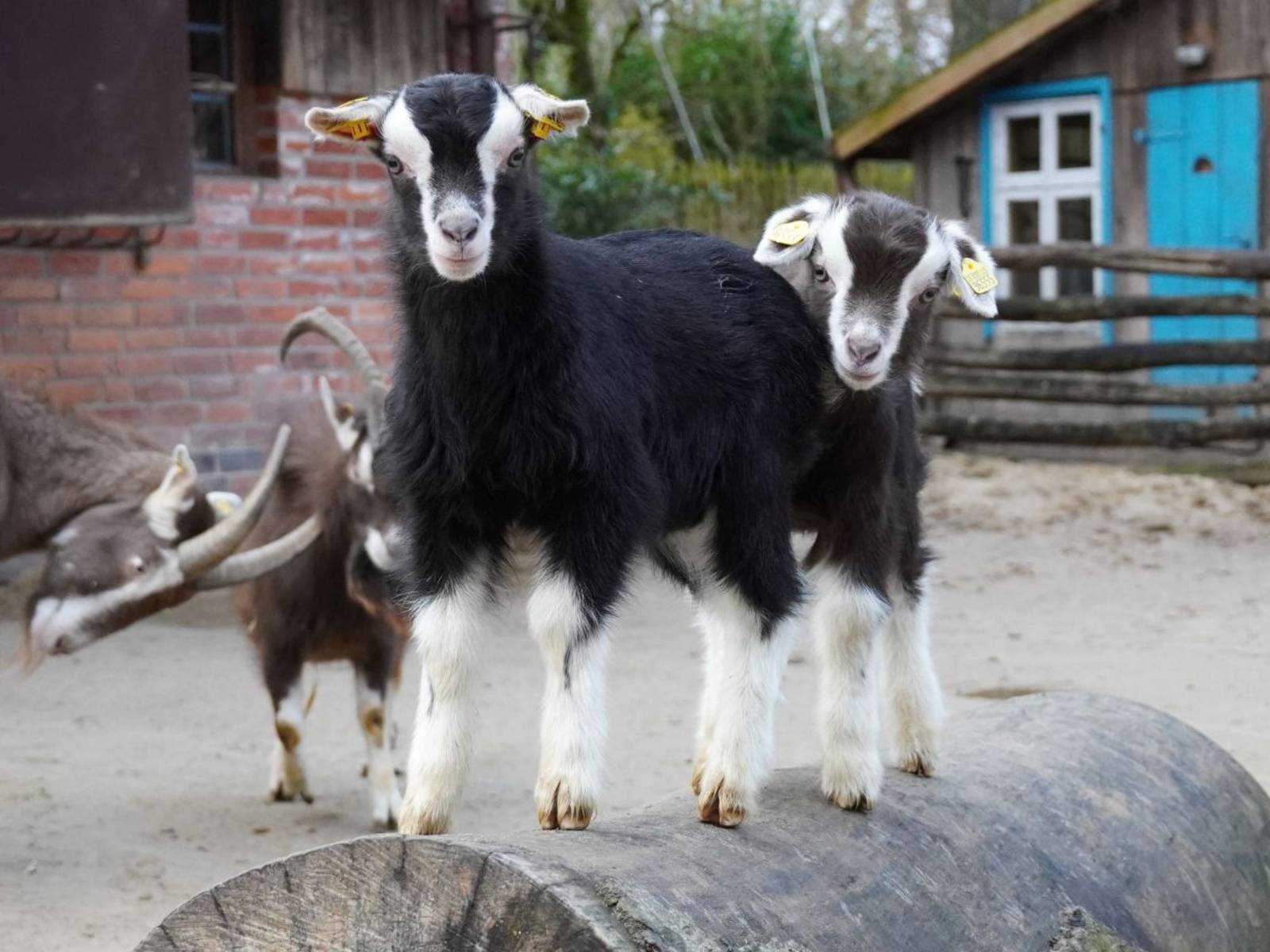 Ziegen im Gehege von Meyers Hof im Erlebnis-Zoo Hannover.